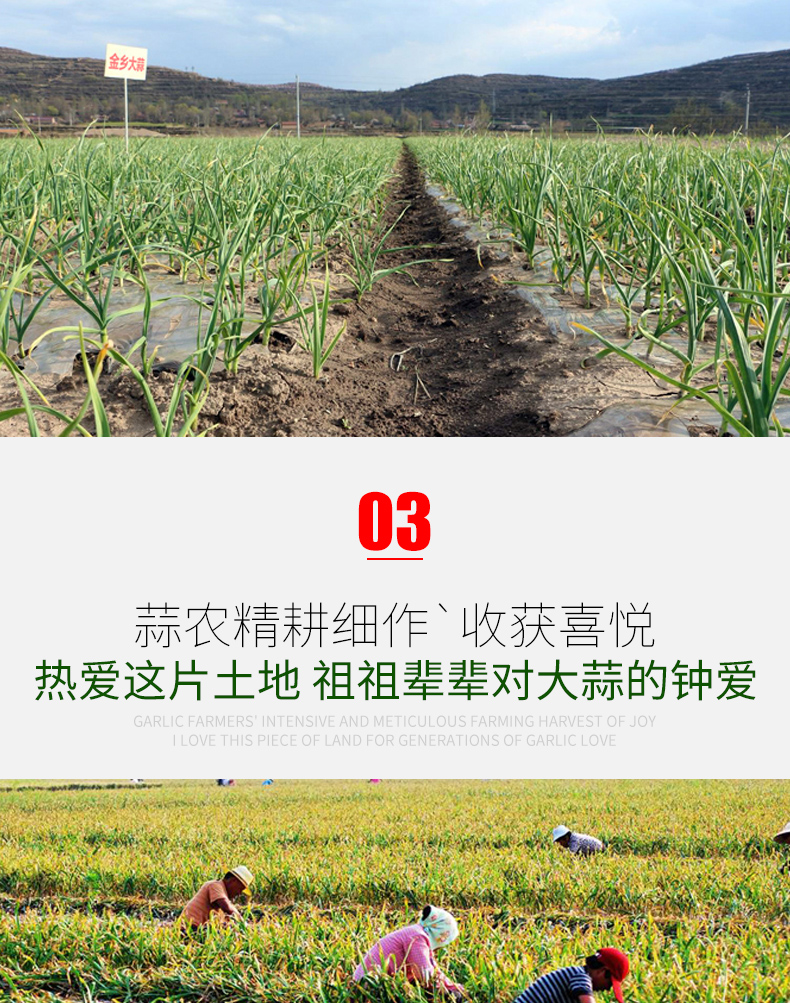 万兴姜老大 糖醋蒜 260g*5袋 图5