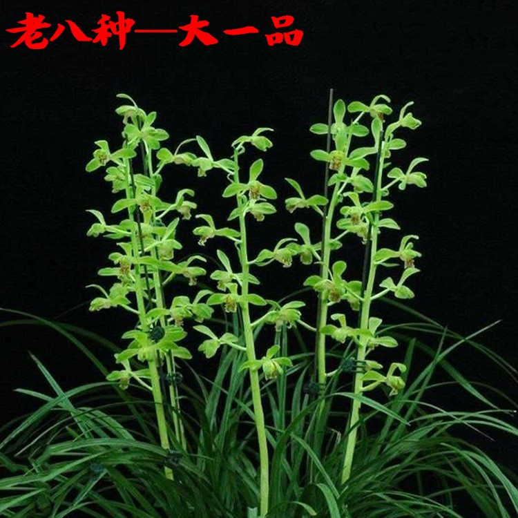 兰花苗 蕙兰老八种新八种 程梅没浓香花苞 办公室内绿植盆栽包邮