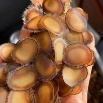 Deer antler foot dried whole wax flakes 5g Northeast Shuangyang Luxiang deer antler soaked in water soaked in wine soup stew deer antler