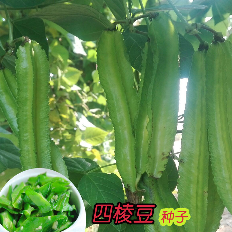 海南四棱豆种子菜豆豇豆角四角豆种孑皇帝豆种籽爬藤蔬菜种苗包邮