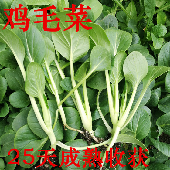 Feather vegetable seeds cabbage Shanghai green vegetable seeds four seasons sowing vegetables balcony potted vegetable garden disease resistance