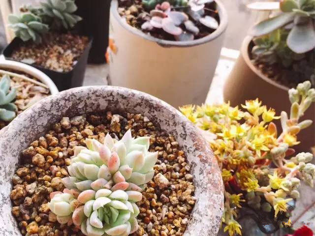 多肉 把肉養出國際範兒 淘寶海外