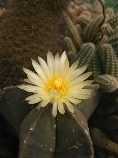 經驗 不同品種花卉培養土的配製方法 淘寶海外