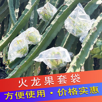 Special bagging for dragon fruit thickening to protect against rain frost and flowers dragon fruit to protect against fruit flies and needles and bees