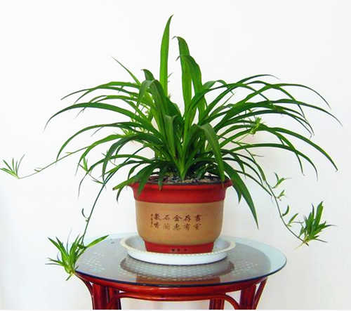 吊蘭掛蘭釣蘭折鶴蘭辦公室桌面室內陽臺四季常青好活種子花苗盆栽