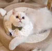Зеленая жемчужная девушка