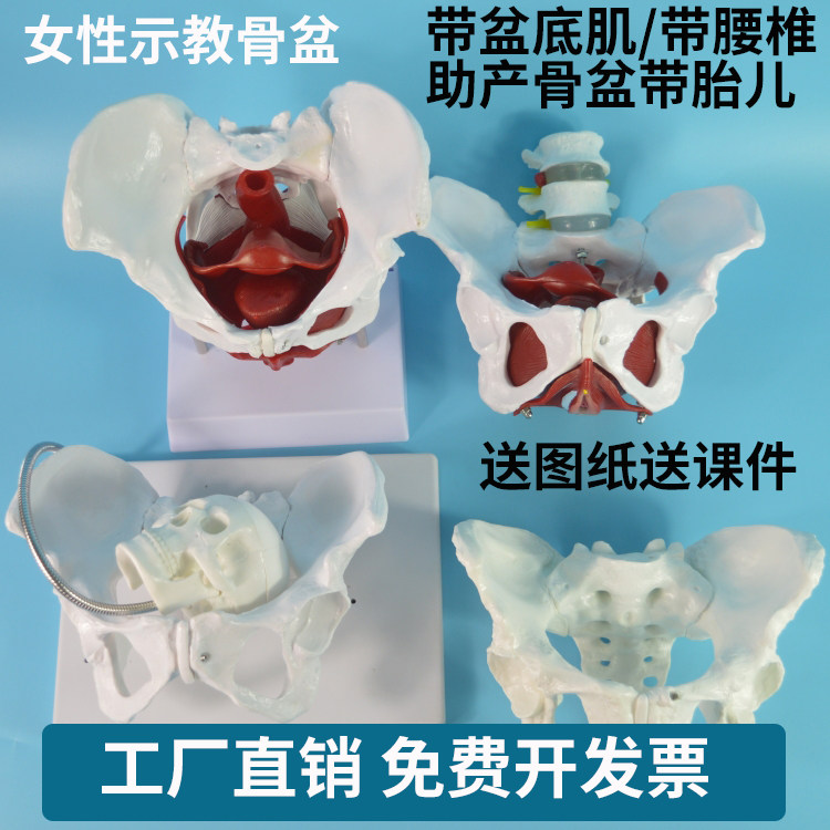 妇产科学/产后修复中心女性骨盆示教模型 计生委女性盆骨道具教具