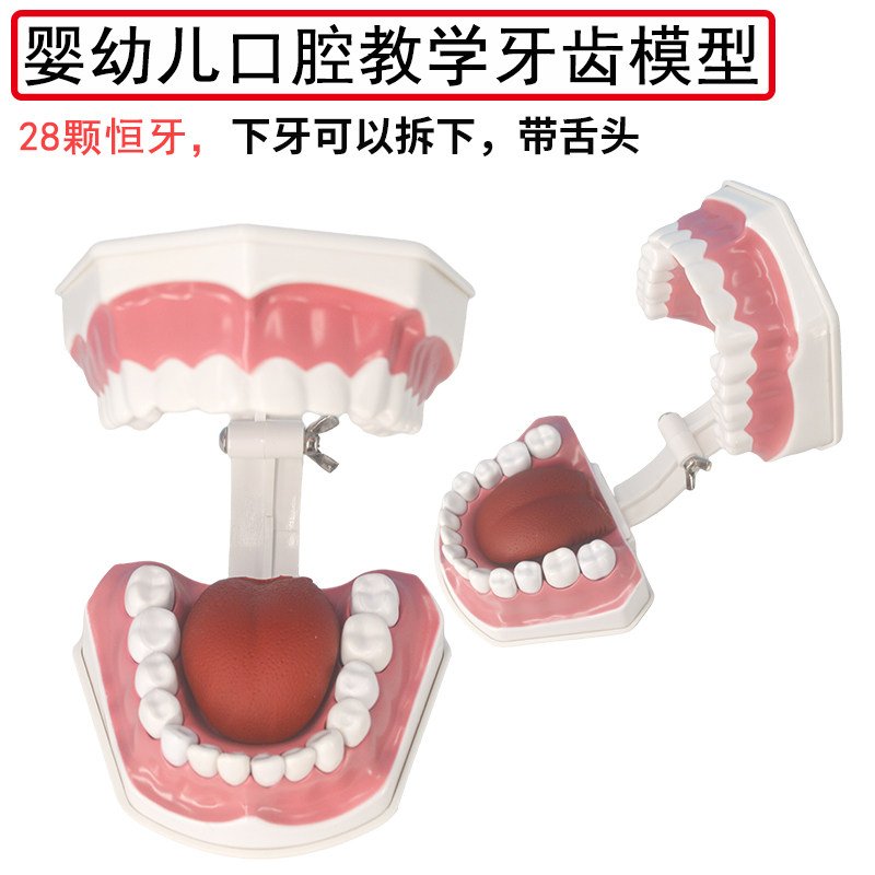 婴幼儿口腔教学牙齿模型 透明儿童病理乳恒牙交替带龋齿乳牙模型