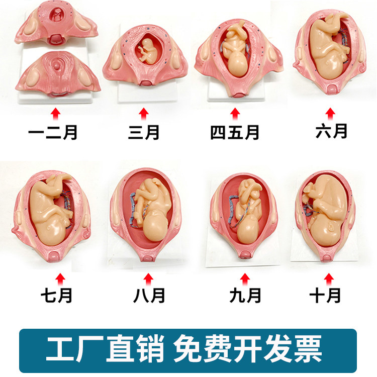 妊娠胚胎发育模型孕妇学校胎儿形成过程 计划生育展示道具 14岁以上诺博威品牌模型玩具