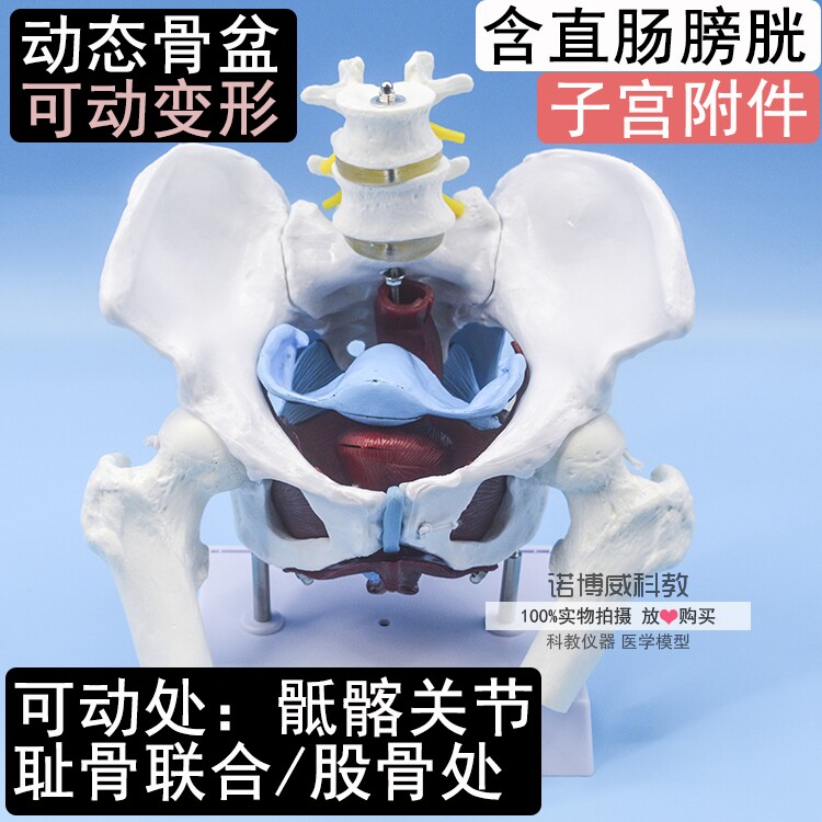 动态骨盆可变形女性骨盆带盆底肌含子宫附件模型异常骨盆教学模型