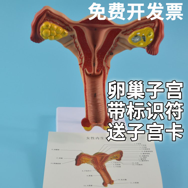 生殖卵巢子宫解剖模型 女性正常子宫结构模型 妇产医院职校教具