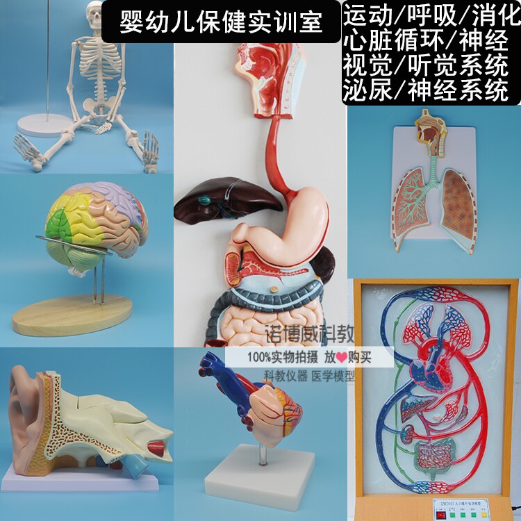 育婴员/保育员实训室教学模型 人体消化呼吸泌尿生殖系统解剖模型