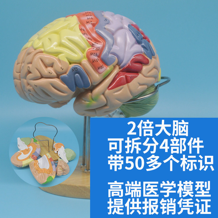 神经内科2倍大脑解剖模型 人体大脑模型功能划分模块可拆分4部件