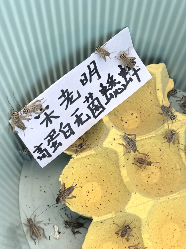 宋老明的LOGO