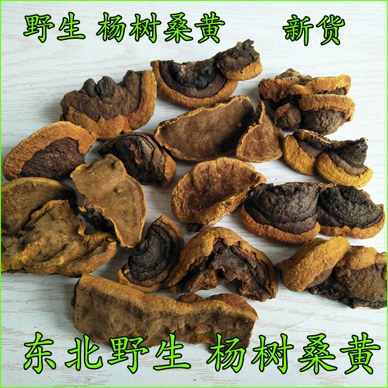 Changbai Mountain Wild Poplar Phellinus Phellinus