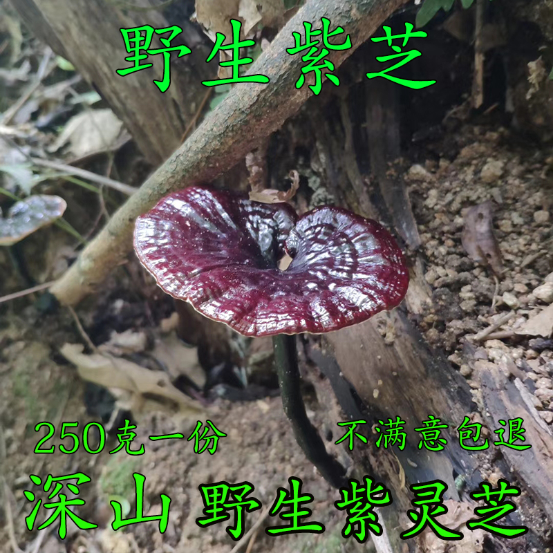 Wild Purple Ganoderma Purple Ganoderma Black Ganoderma Sinzhi Black Ganoderma Wild Purple Ganoderma 100g