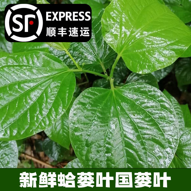 假蒌叶:传统草药的神奇功效-健康-淘宝百科网