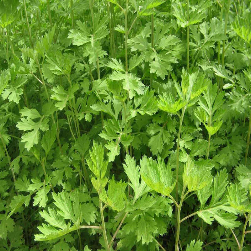 Ноги мешки ванной 2斤野生艾叶草艾草 蕲艾叶泡脚包煮鸡蛋食用艾叶泡澡艾条绒