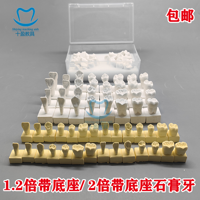 牙科28颗32颗牙齿标准石膏模型2倍恒牙带底座学生雕刻参照 送盒子