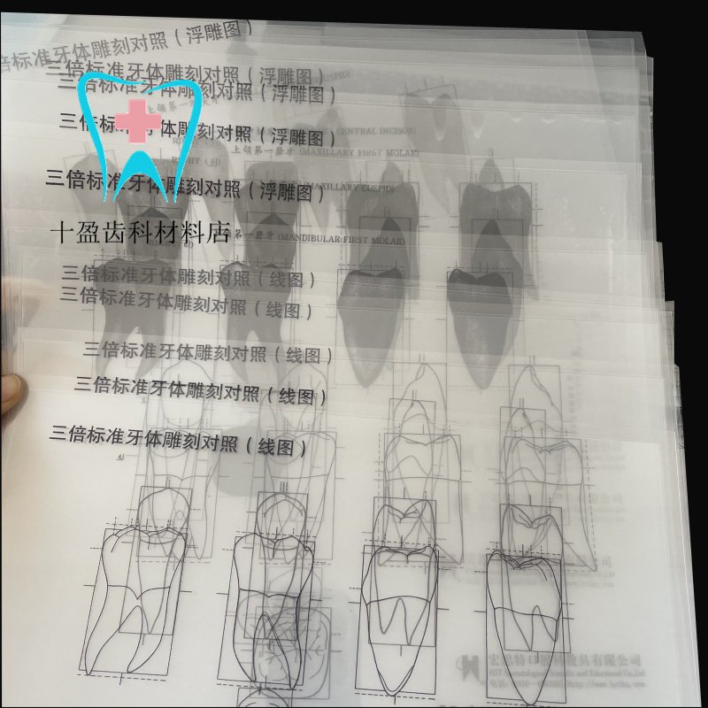 牙科口腔学生练习雕牙 三倍3倍标准牙体雕刻对照浮雕图线图 11张