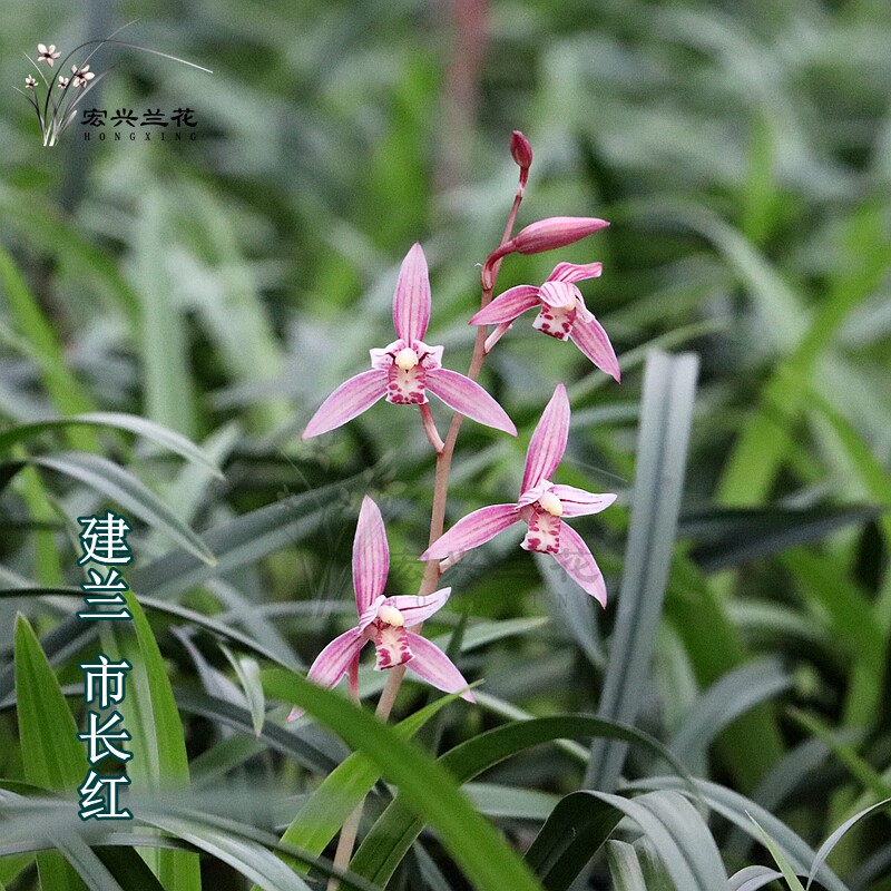 南靖宏兴花卉的LOGO