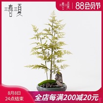 New Chinese decoration Zen simulation bamboo bonsai rockery Taihu stone entrance living room tea room Hotel soft decoration