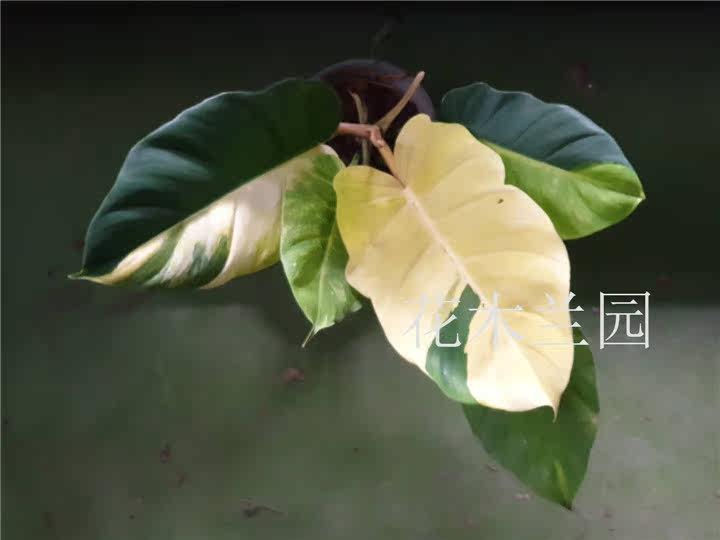 花葉植物帶錦植物天南星科錦化蔓綠絨錦p Jungle Forever