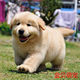 Dog farm direct sales golden retriever puppies purebred living Labrador Samoyed Alaska Pomeranian pet dogs