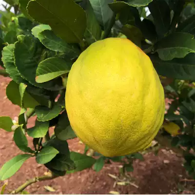 Yunnan Xiangyuan big fruit fresh citron fruit citrus fruit farm self-planted fragrant garden non-Jinhua Buddha hand 3-8 kg now picked
