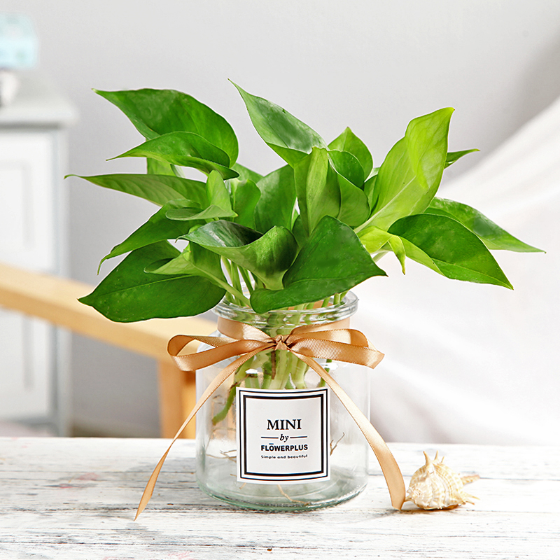 Bình thủy tinh sáng tạo Luo Jiuli nước hoa bình hoa máy tính để bàn chèn hoa khô mô phỏng hoa bình hoa - Vase / Bồn hoa & Kệ bình thủy tinh trồng cây