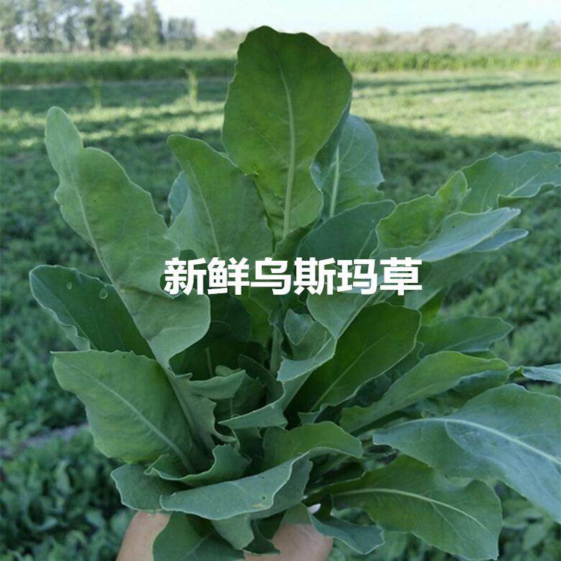 新疆乌斯玛草植物正品店的LOGO
