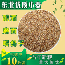 2020 New wheat Northeast belt wheat wheat grass grinding surface winemaking feed pigeons 10 pounds 5kg