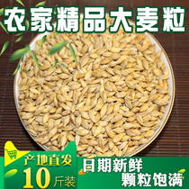 Northeast barley grain shelled barley tea raw material sprouted barley grass maltose brewing feed 10 kg