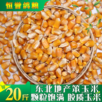 Corn grain large grain dried corn grain Corn seed pigeon chicken duck bird pigeon feed nest bait 20 kg