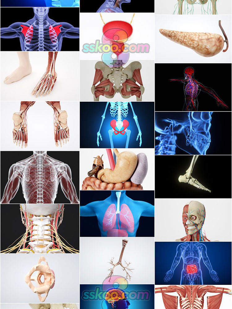 高清人体骨骼肌肉组织器官经脉分布模型场景JPG背景图片设计素材插图5