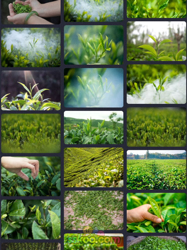 茶山采茶安溪铁观音高山茶园茶青嫩芽炒武夷山高清照片图片素材插图2