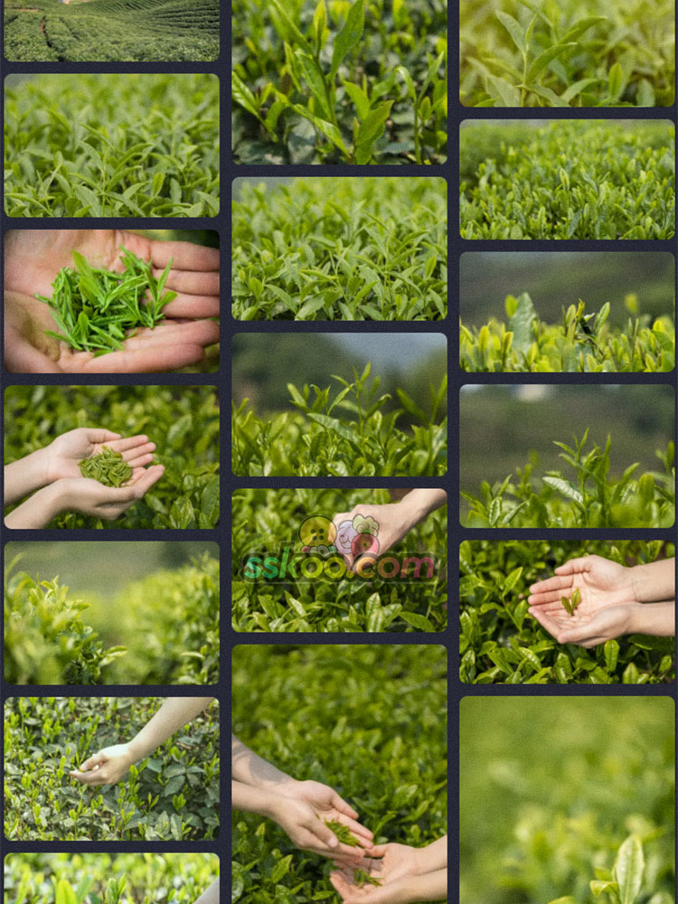 茶山采茶安溪铁观音高山茶园茶青嫩芽炒武夷山高清照片图片素材插图12