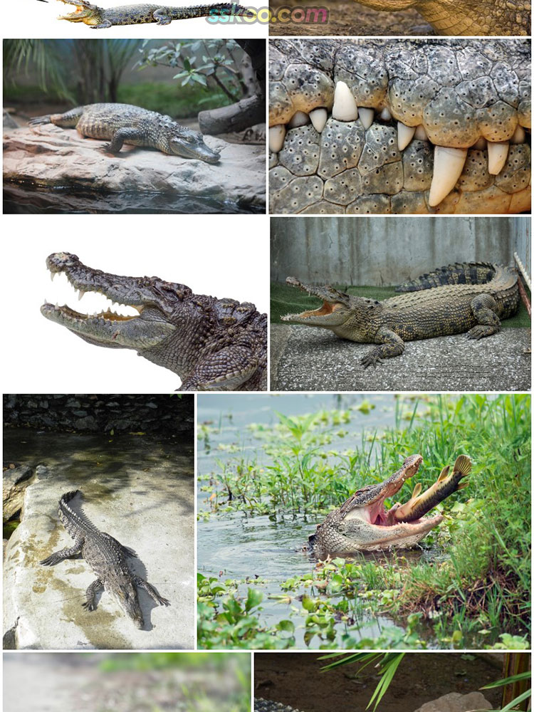 高清JPG素材鳄鱼图片长短吻鳄扬子鳄爬行野生动物园摄影特写照插图4