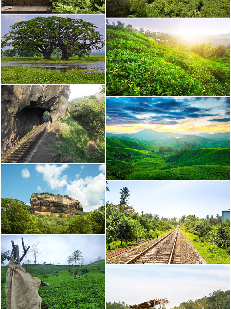 斯里兰卡风景狮子岩茶园锡吉里亚加勒古城亚洲摄高清JPG图片素材插图3