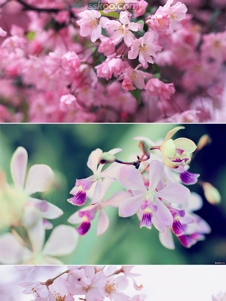 花卉鲜花插图特写照片风景电脑壁纸高清4K摄影图片设计背景素材插图4