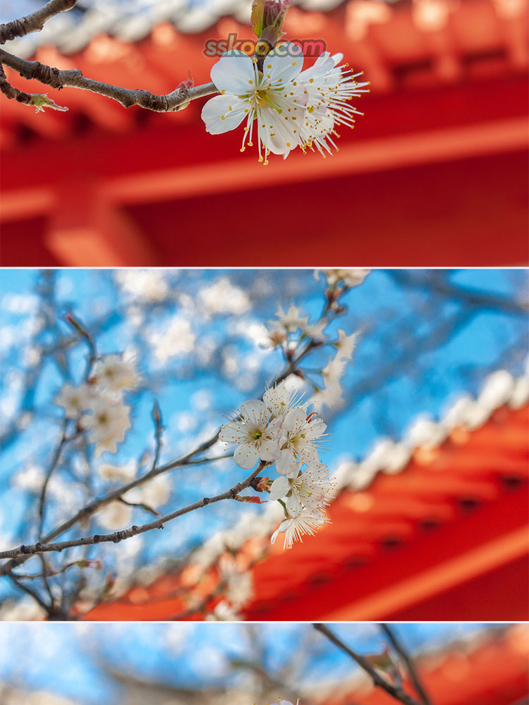 樱花图片唯美插图特写照片风景壁纸高清4K摄影图片设计背景素材插图5