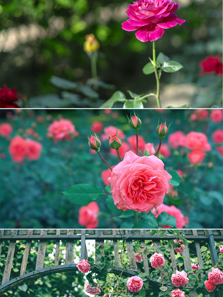 玫瑰月季花朵插图特写照片风景壁纸高清4K摄影图片设计背景素材插图2