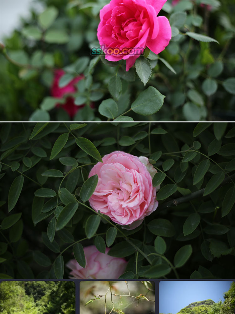 野外山林植物花卉种植月季花玫瑰花绿植风景特写照片高清图片素材插图7