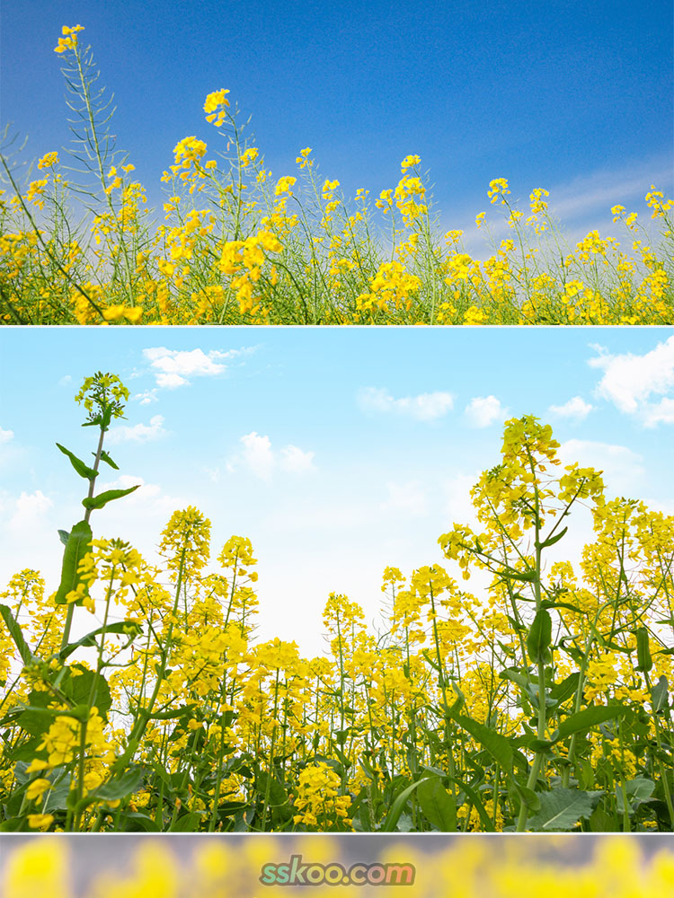 油菜花田园风光插图特写照片风景壁纸高清4K摄影图片设计背景素材插图2