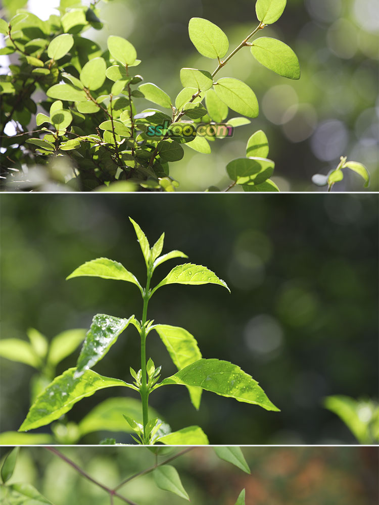 绿色树叶植物插图特写照片风景壁纸高清4K摄影图片设计背景素材插图9