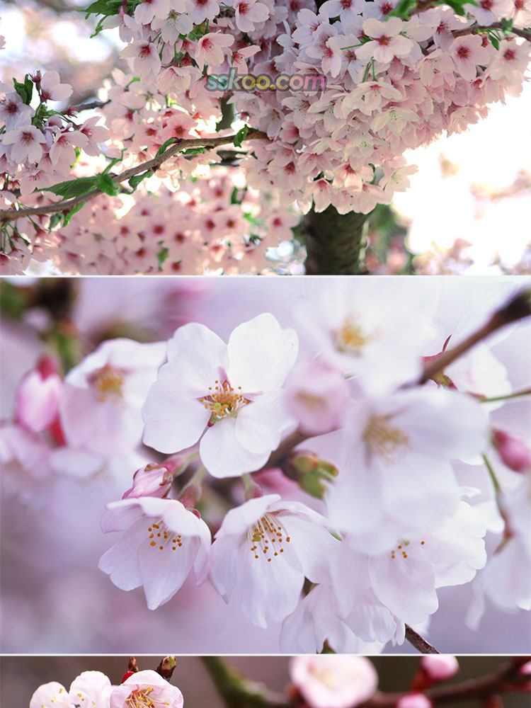 花卉鲜花插图特写照片风景电脑壁纸高清4K摄影图片设计背景素材插图6