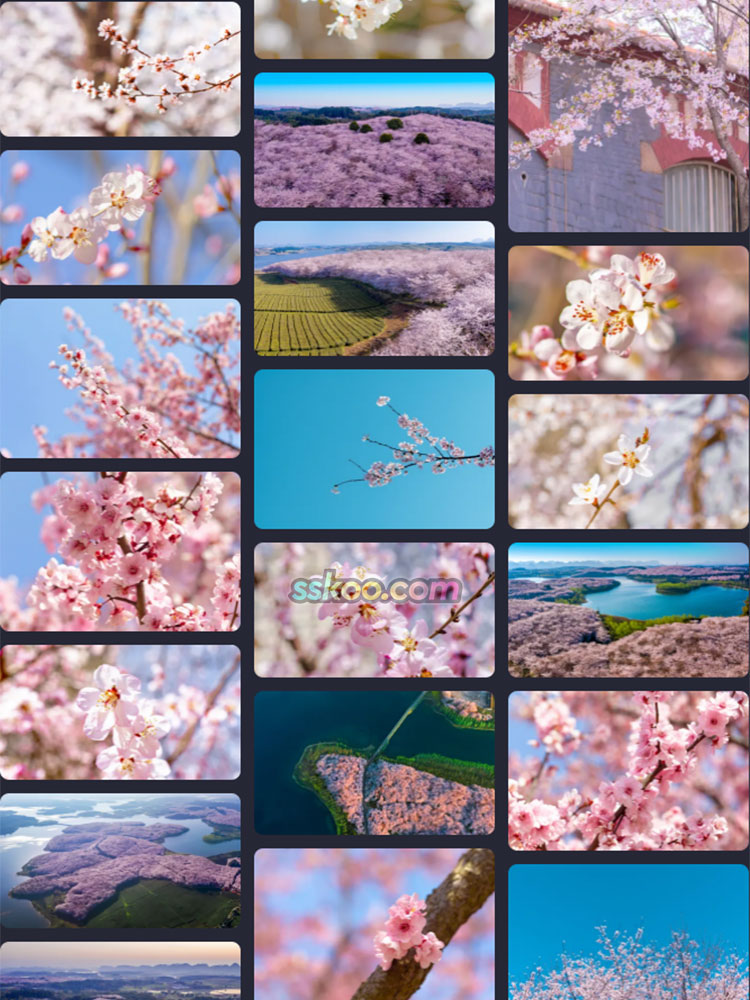 樱花图片唯美插图特写照片风景壁纸高清4K摄影图片设计背景素材插图16