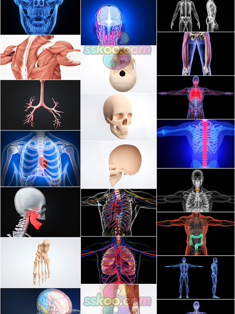 高清人体骨骼肌肉组织器官经脉分布模型场景JPG背景图片设计素材插图9