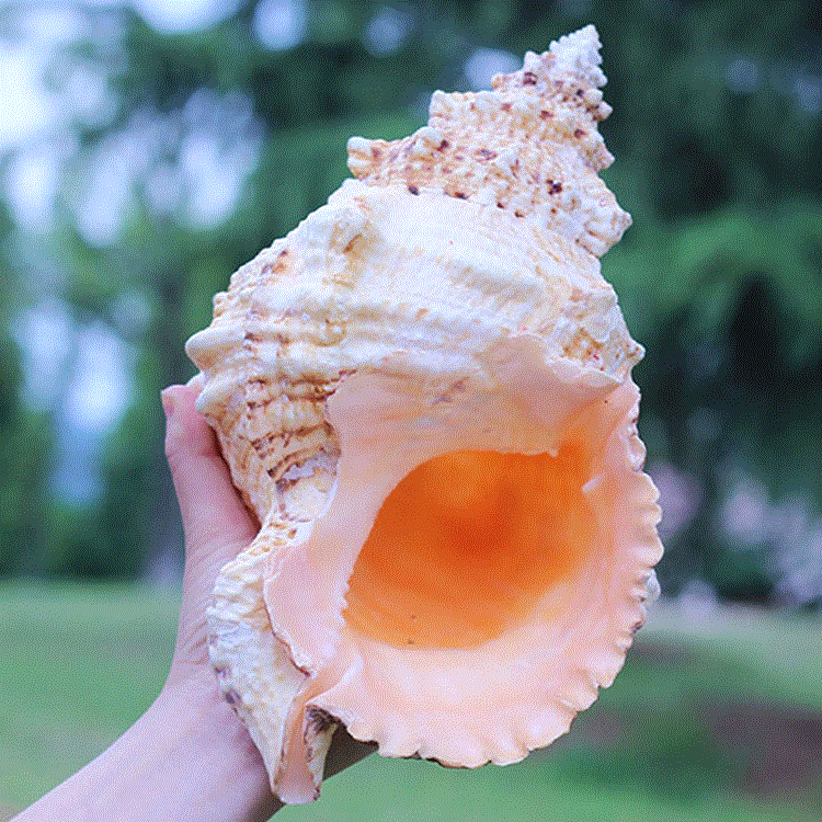 石号螺天然金口蛙螺大海螺贝壳创意海螺壳鱼缸造景装饰品居家摆件