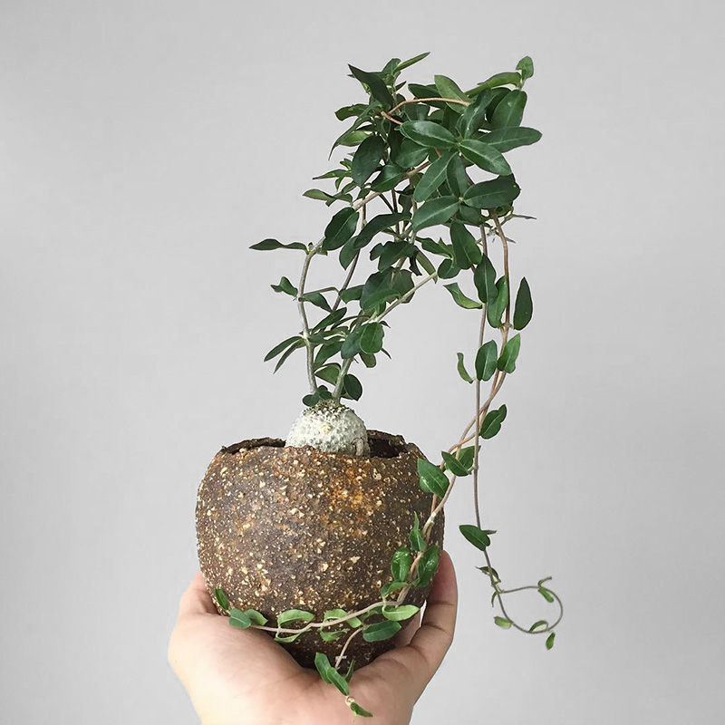 植物员外火星人块根一物一拍爬藤萝藦科多肉植物绿植花卉盆栽